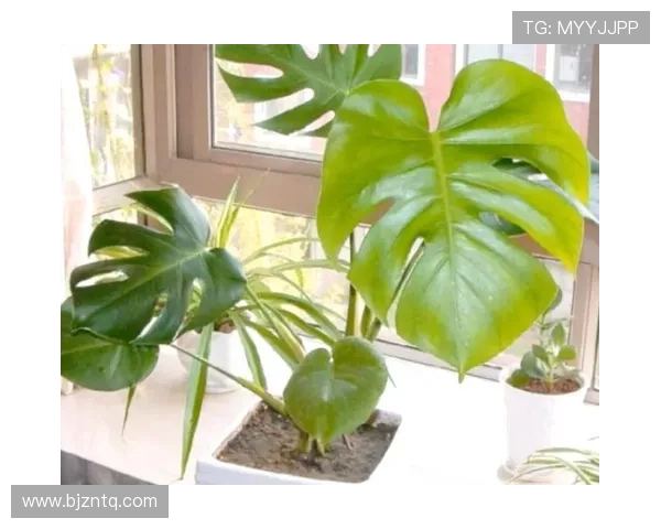 从零起步掌握网球技巧与策略全方位指南